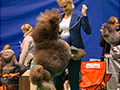 Большой королевский пудель коричневого окраса Львы Балтики Ночной Вихрь на Международной выставке 
					Narva Dog Show в Нарве 25 марта 2017 года. Победа!