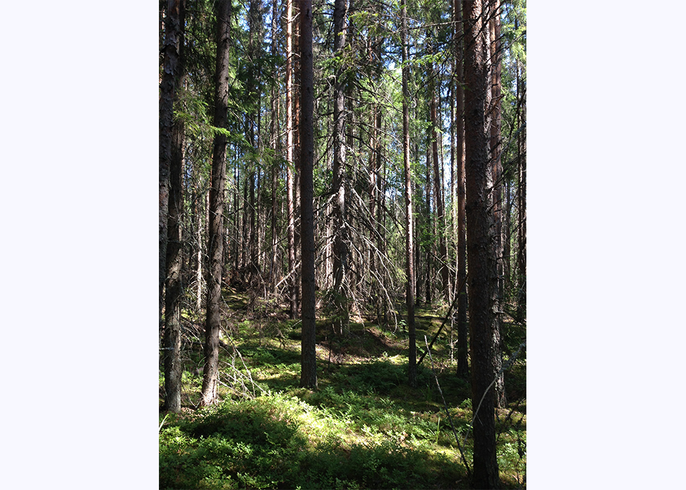 Лес в Национальном парке Реповеси в Финляндии.