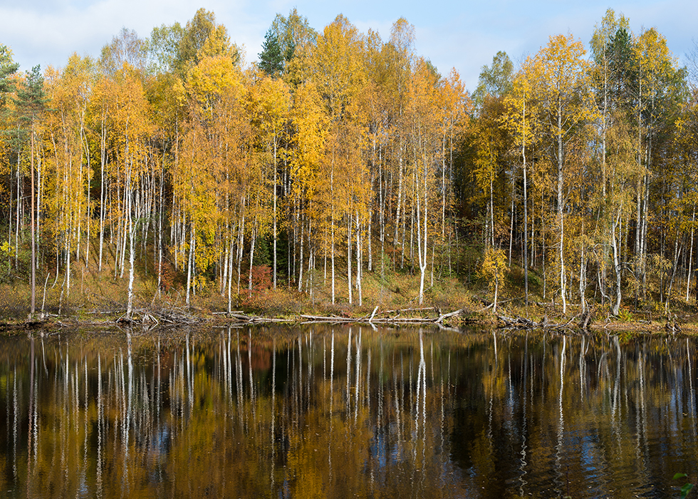 Озеро Ведлозеро в Пряжинском районе в Карелии.