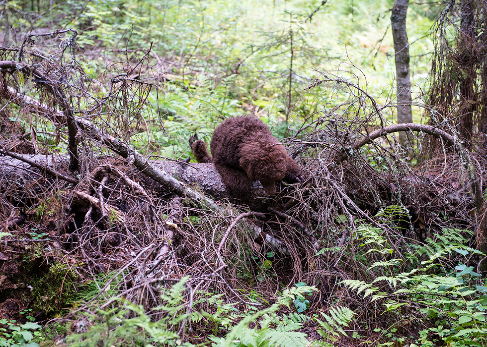 Большой королевский пудель коричневого окраса Львы Балтики Ночной Вихрь в Кенозерском национальном парке.