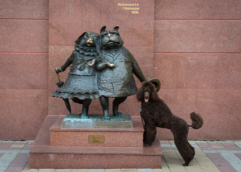 Большой королевский пудель коричневого окраса Львы Балтики Ночной Вихрь (я то есть) и памятник «Собачкина столица» в Краснодаре.