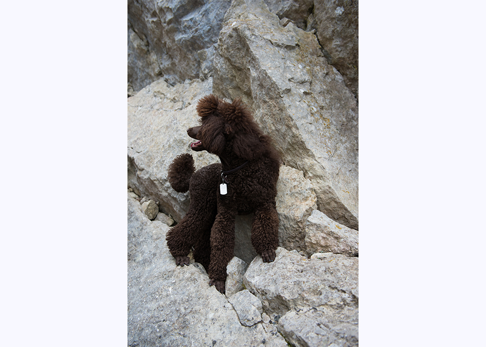 Большой королевский пудель коричневого окраса Львы Балтики Ночной Вихрь (я то есть): на Чертовой лестнице в Форосе.