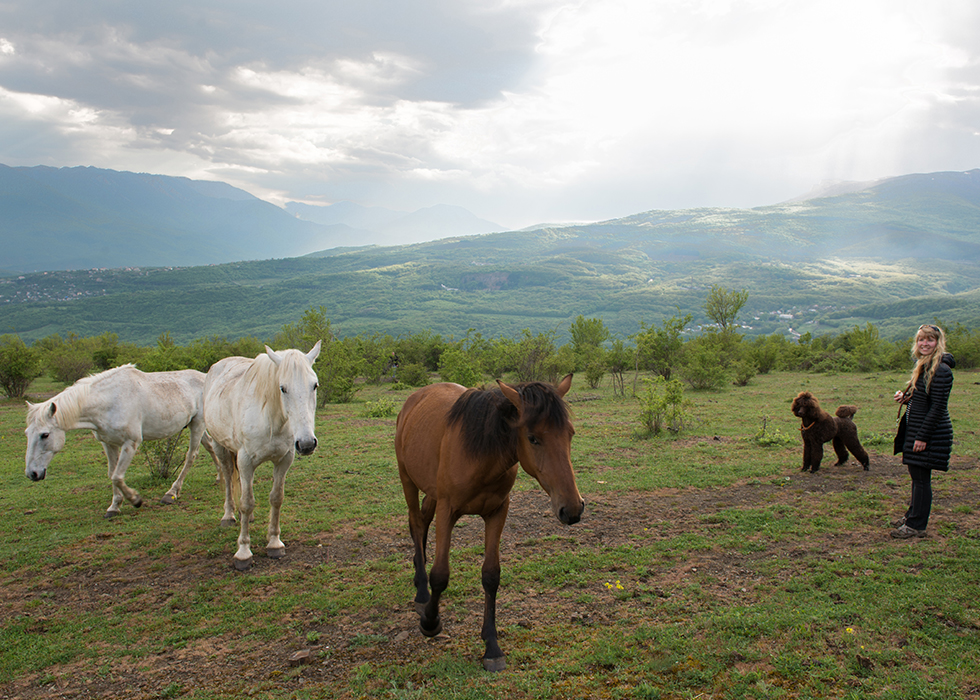 Лошади у подножия горы Демерджи.