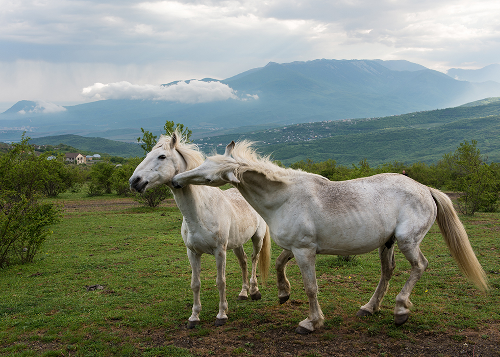 Лошади у подножия горы Демерджи.