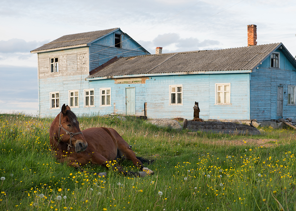 Лошадь в деревне Куганаволок.