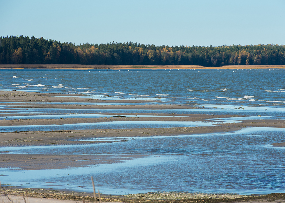 Финский залив недалеко от деревни Выбье.